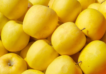 Yellow apples as background