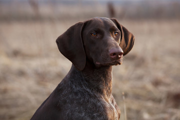 Hunting dog sits and stares ahead
