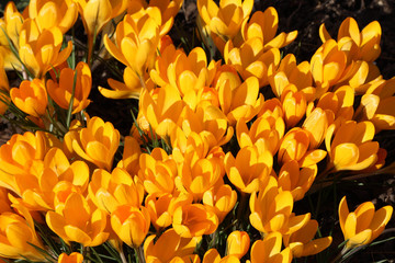 Gelbe Krokusblüten im Sonnenlicht
