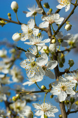 white cherry blossom in full bloom