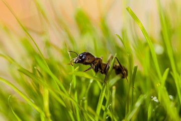 macro ant in grass with dew