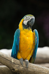 Macaws parrots