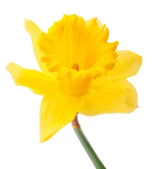 Papier Peint photo Narcisse Fleur de jonquille ou narcisse isolé sur fond blanc découpe
