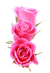 Pink rose flower bouquet isolated on white background cutout