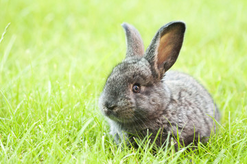 Rabbit bunny baby in green grass in the garden