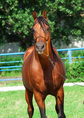 portrait of beautiful arabian stallion