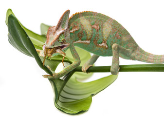 Obraz premium Chamaeleo calyptratus, male, isolated on a white background