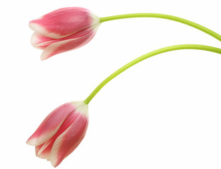 チューリップ © cat_smile