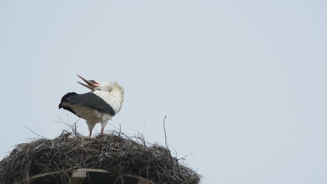 Klapperstorch