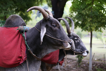 Two Indian cows with big horns, close-up