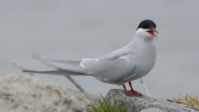 Seeschwalbe rufend