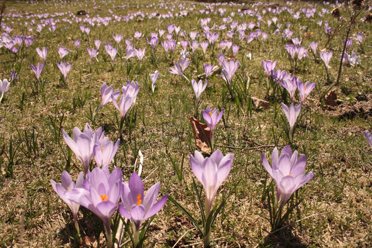 Fiori dello zafferano - crochi