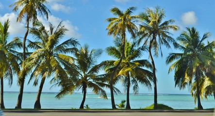 Fototapeta na wymiar Palm Trees and the Beach