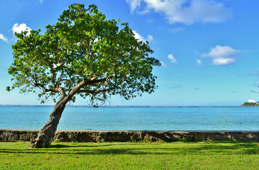 Tree at the Beach