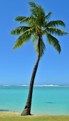 Tropical Palm Tree