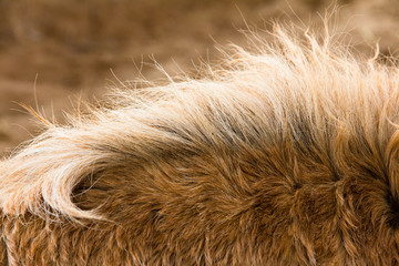 Close-Up of the neck of a Horse