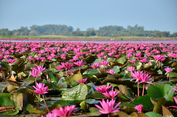Large Group of Lotus Flowers in Lake