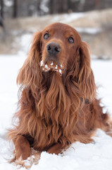 Dog on snow.