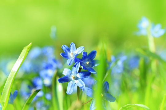 Beautiful, blue, spring scilla flowers