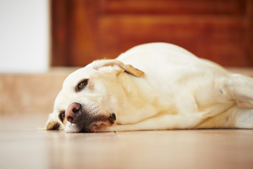 Dog is lying at home