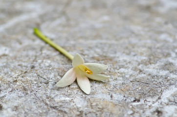 Indian cork tree (Millingtonia hortensis Linn.f) flowers on whit