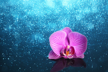Orchid in water with lights