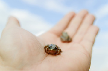 frog