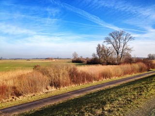 Am Feldrand mit dem Baum