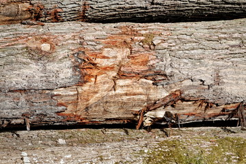 troncs d'arbres empilés.