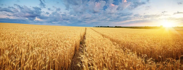  Weide van tarwe. © GIS