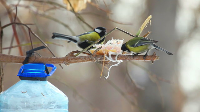 Titmouses eating lard at the tree.