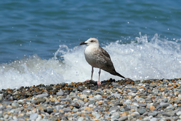 seagull