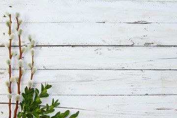 Fototapeta premium pussy willow twigs on wood background