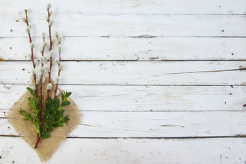pussy willow twigs on wood background © Alina G