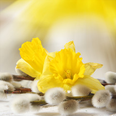 easter narcissus and pussy willows
