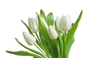 Obraz na płótnie Canvas white tulips bouquet