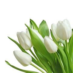 white tulips bouquet