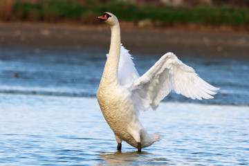 swan