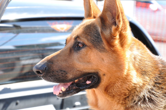 Alsation or German Shepherd dog