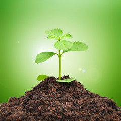 Small green seedling growing from soil on green background