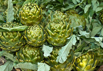 Obraz premium Artischocken 10426.jpg