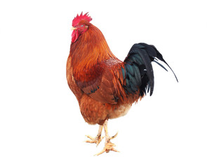 Beautiful rooster isolated on white background
