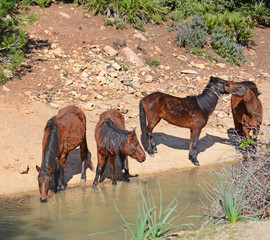 Fototapeta na wymiar four wild horses