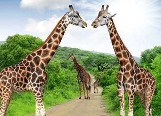 Giraffes in Kruger park South Africa