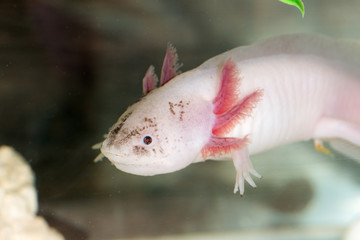 portrait of axolotl