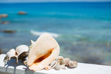summer concept with sunglasses and seashell on sand