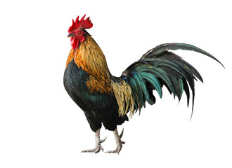 Thailand Fighter chicken rooster - obrazy, fototapety, plakaty