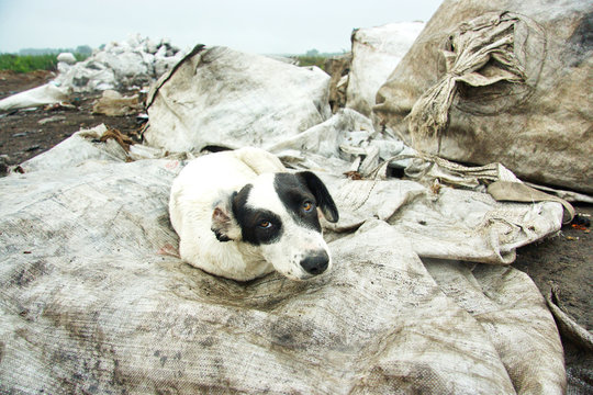 The stray dog ​​at dump