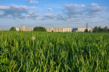 Fototapeta na wymiar Grass on the outskirts of city