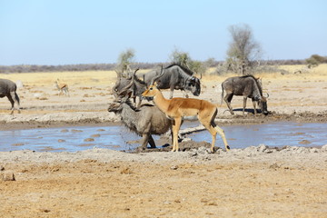 Drinking time at the waterhole